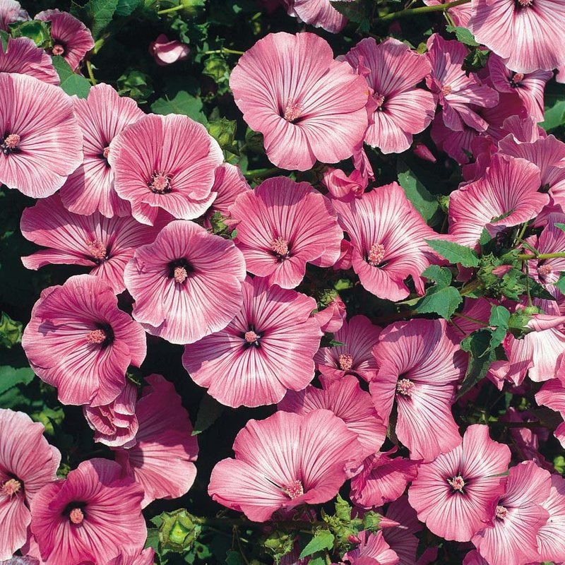 Lavatera trimestris 'Silver Cup' - Seeds