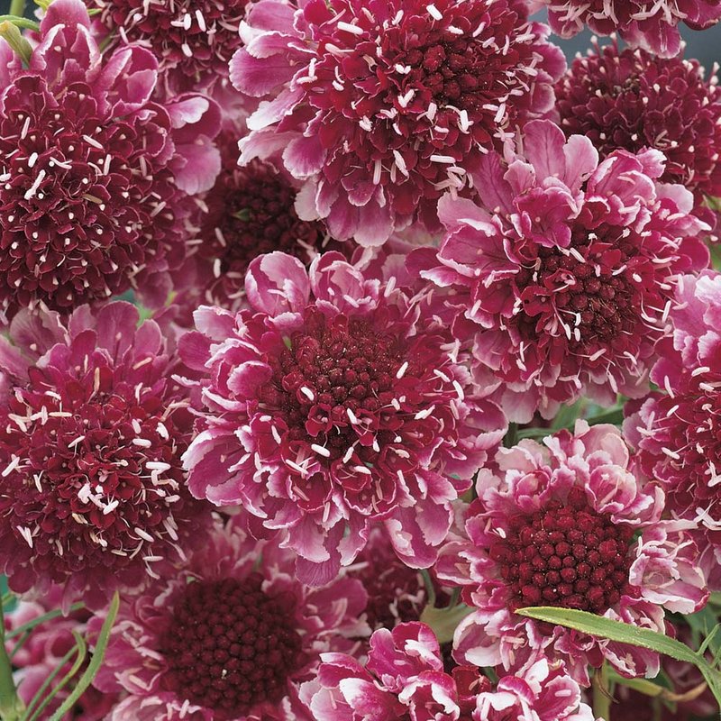 Scabiosa 'Beaujolais Bonnets' - Seeds