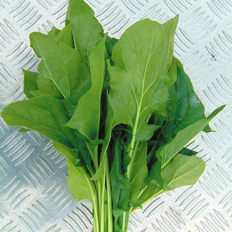 Spinach 'Mikado' F1 - AGM Collection Seeds
