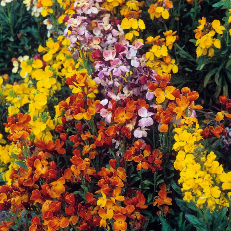 Wallflower 'My Fair Lady Mix' - Seeds