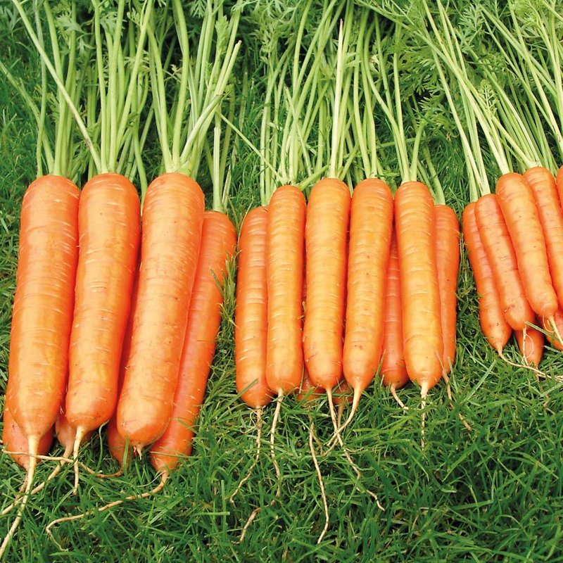 Carrot 'Sweet Candle' F1 - AGM Collection Seeds