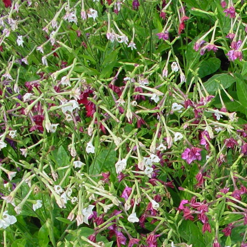 Nicotiana x sanderae 'Sensation Mix' - Seeds