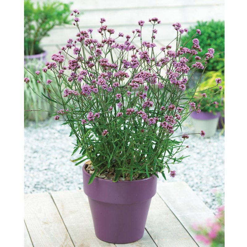 Verbena bonariensis 'Lollipop'