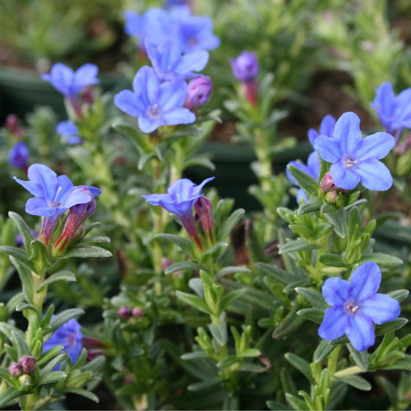 Lithodora diffusa 'Heavenly Blue'