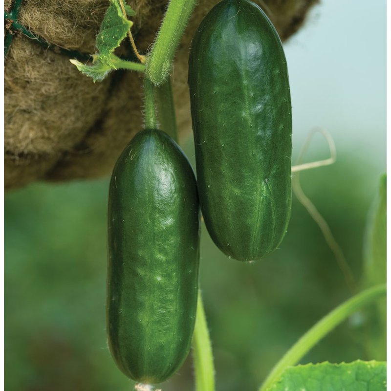Cucumber 'Mini Munch' F1 - AGM Collection Seeds