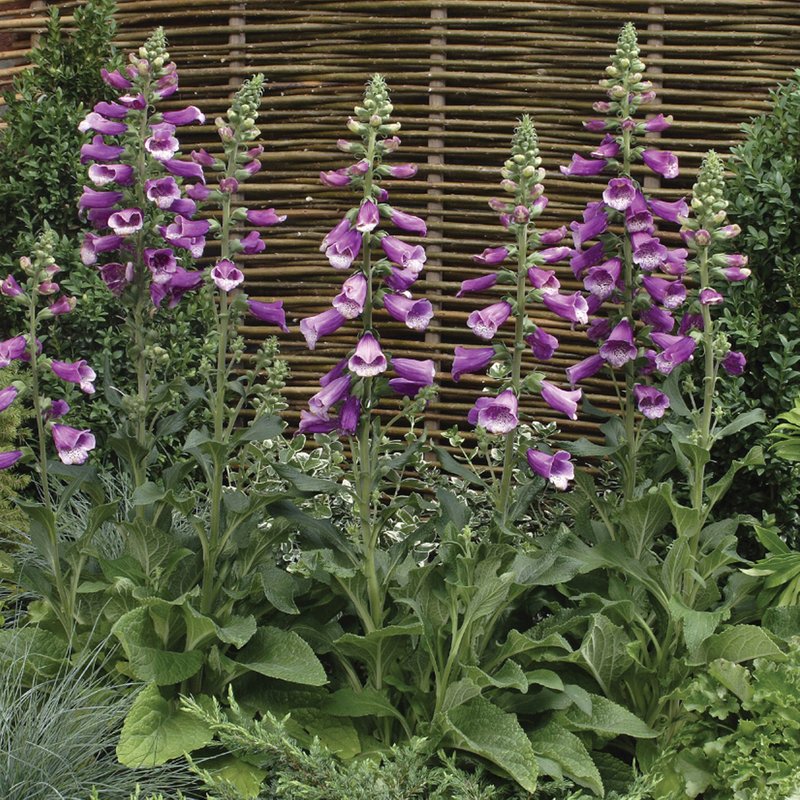 Foxglove 'Dalmatian Purple'