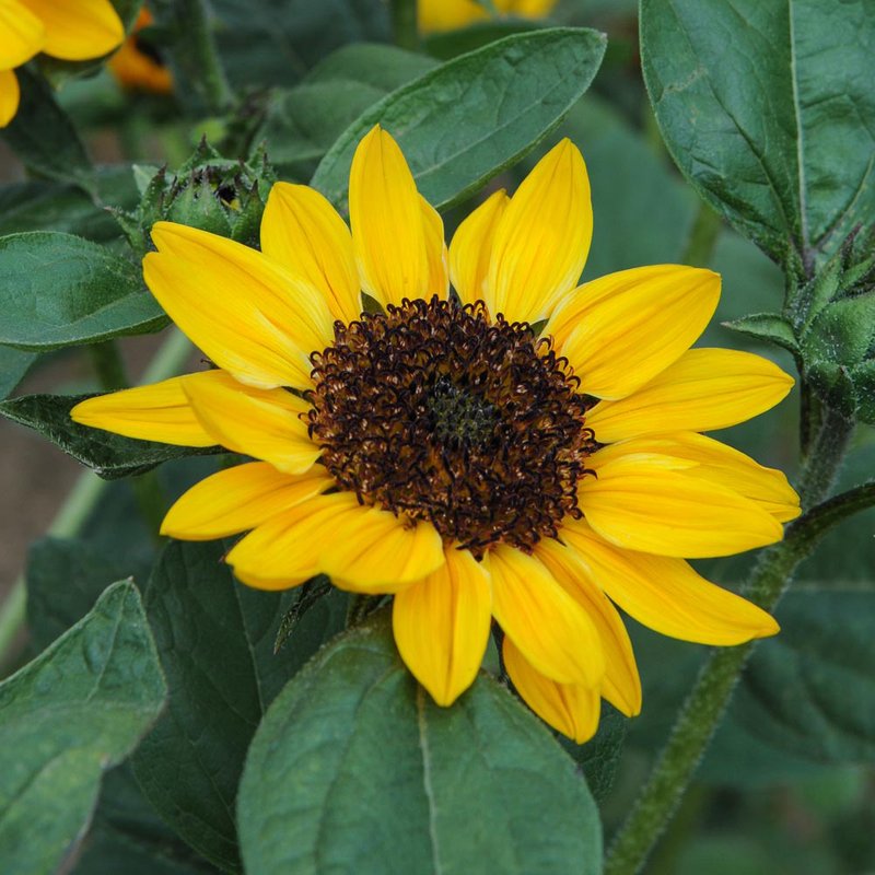 Sunflower 'Tanja' F1 - Seeds