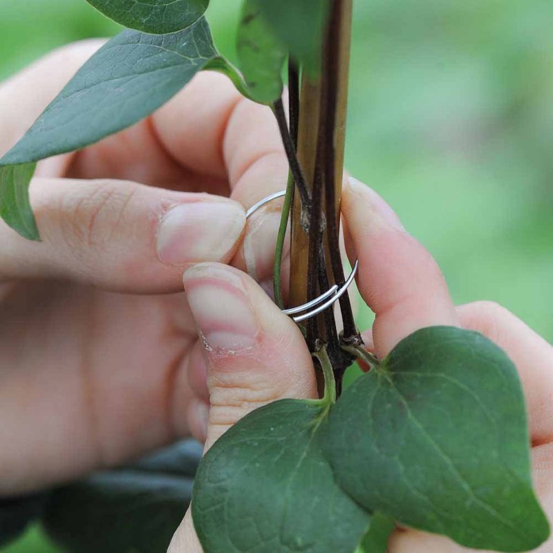 Garden Essentials - Plant Support Rings