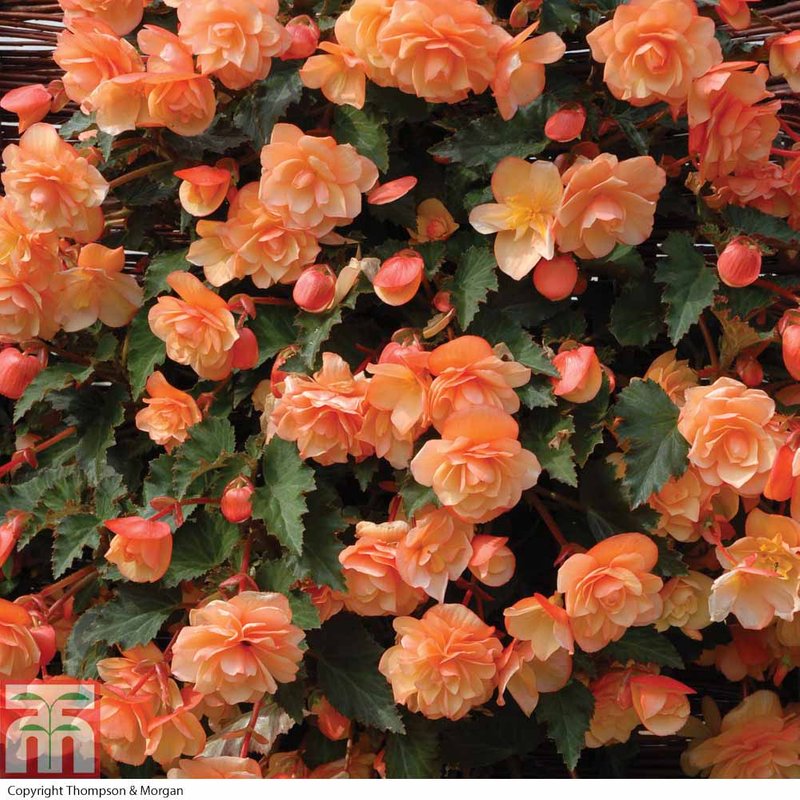Begonia 'Fragrant Falls Improved™ - Apricot Delight'
