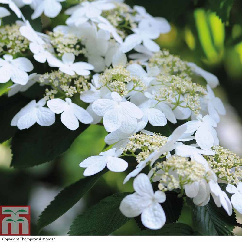 Viburnum plicatum f. tomentosum 'Kilimandjaro'