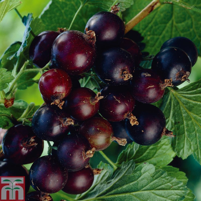 Blackcurrant 'Ben Connan' (Early Season)