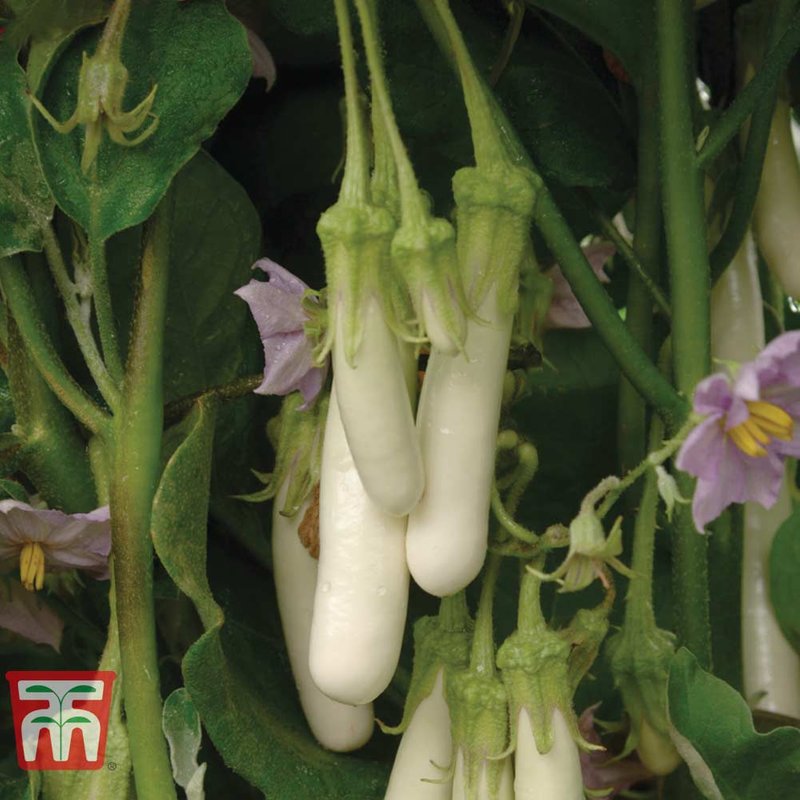 Aubergine 'Gretel' F1 - Seeds
