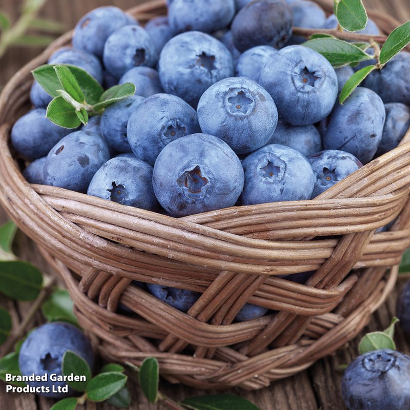 Blueberry 'Bluecrop' (Main Season)