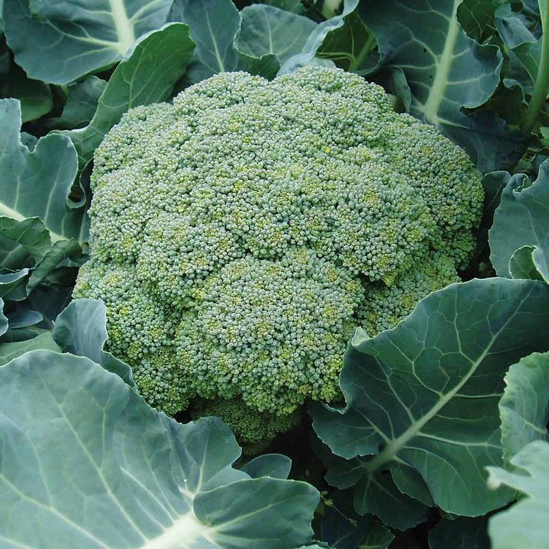 Mr. Men? Little Miss? - Mr. Strong - Broccoli 'Bell Star' - Seeds