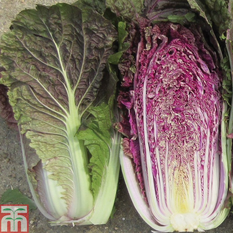 Cabbage chinese 'Scarvita' (Autumn) F1 - Seeds