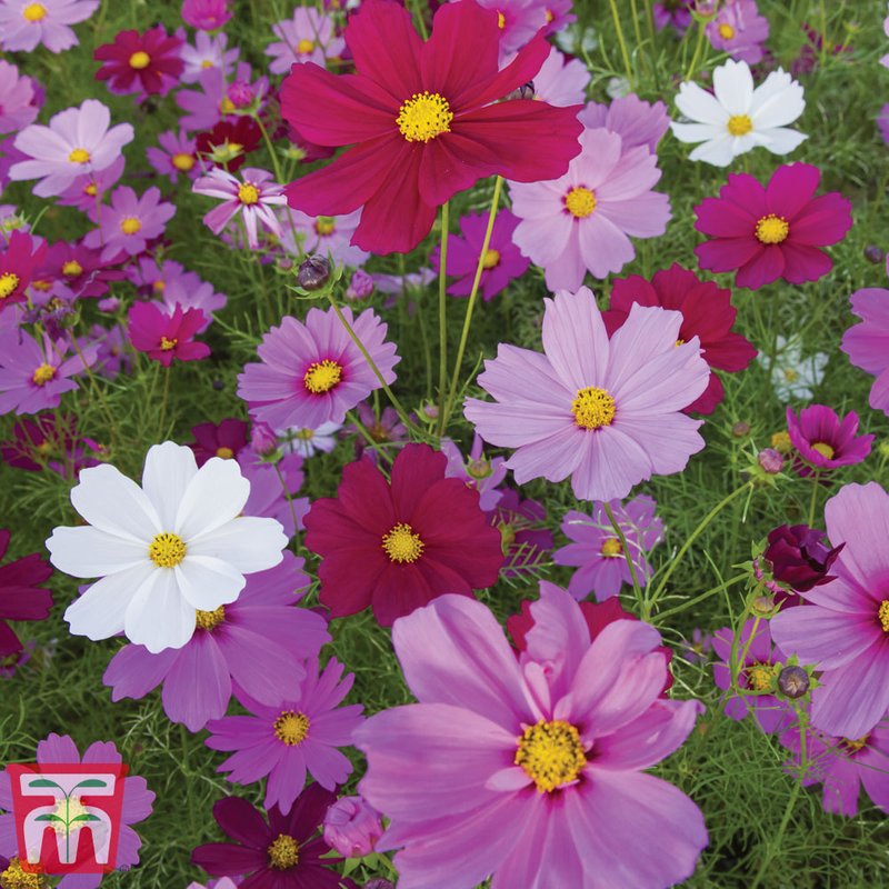 Cosmos bipinnatus 'Sensation Mix' - Seeds