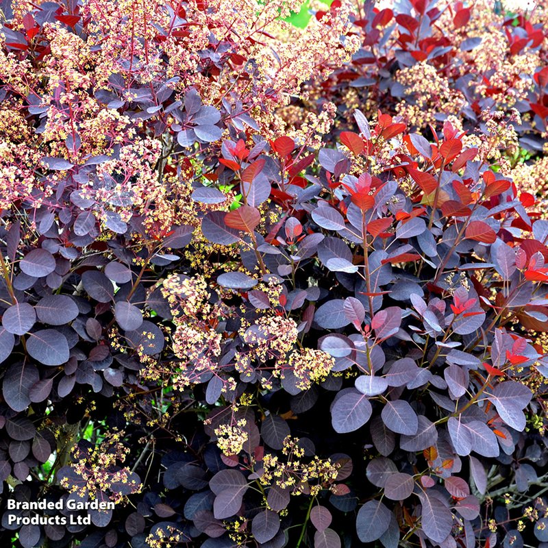 Cotinus coggygria 'Royal Purple'