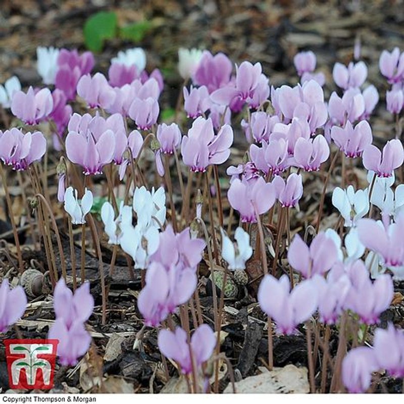 Cyclamen hederifolium