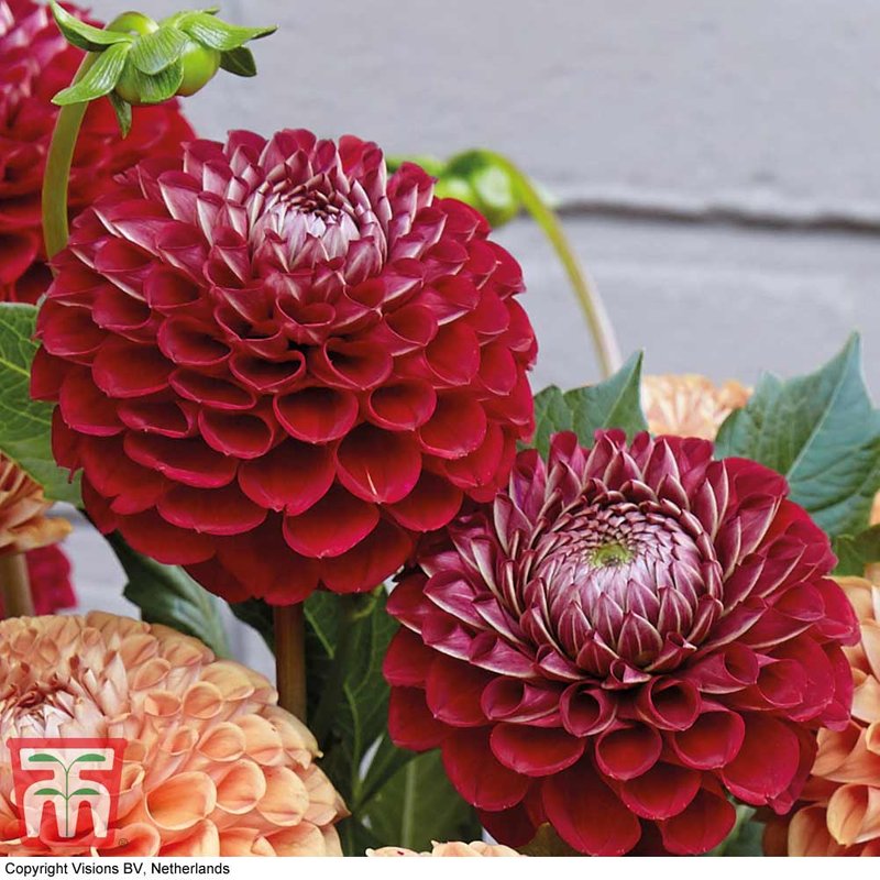 Dahlia 'Cornel'