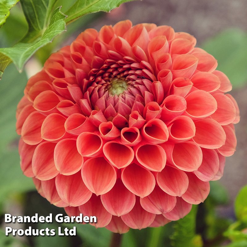 Dahlia 'Cornel Brons'