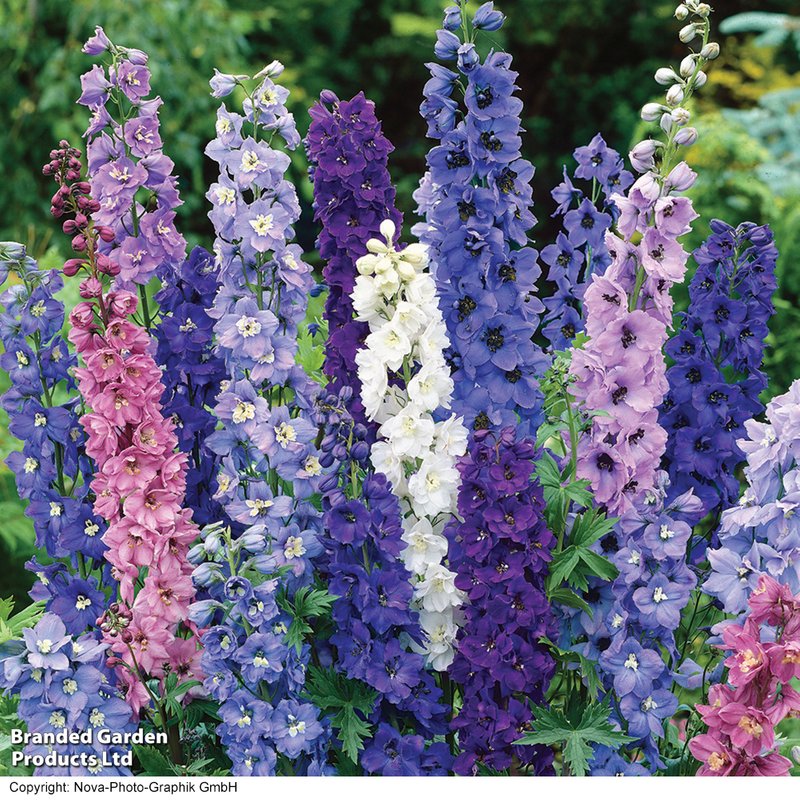 Delphinium hybridum 'Magic Fountains Mix' - Seeds