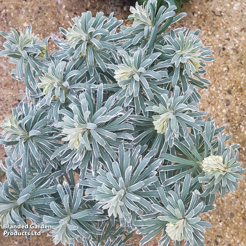 Euphorbia characias 'Glacier Blue'