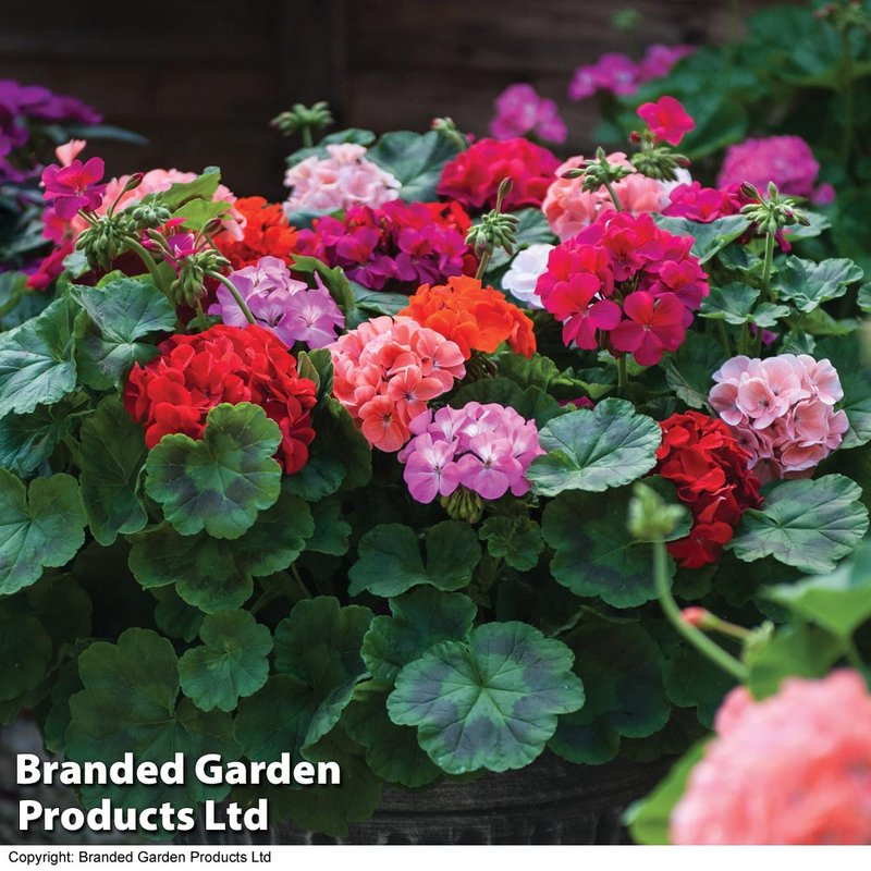 Geranium 'Jackpot Mixed' F1