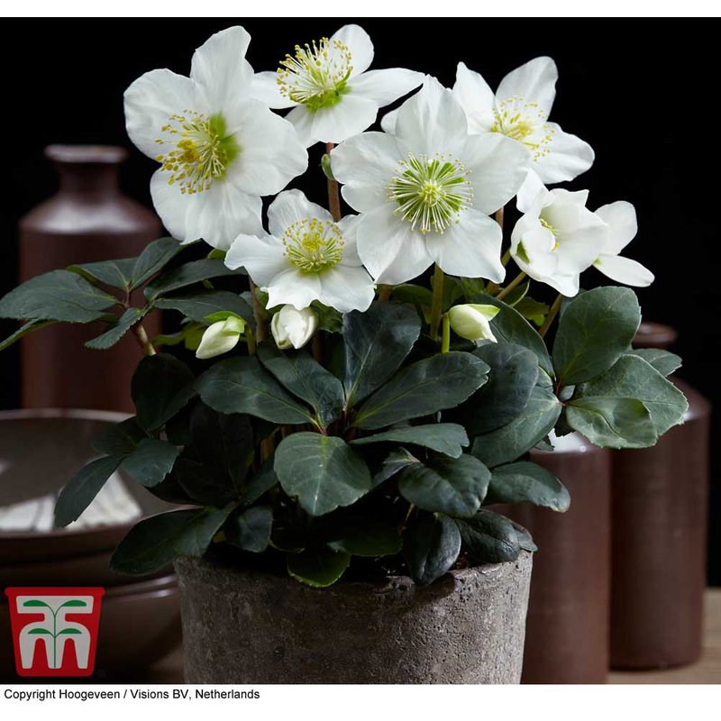 Hellebore 'Christmas Carol'