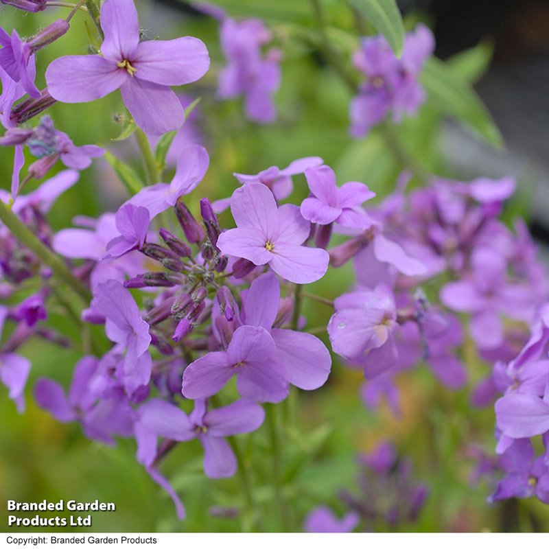 Hesperis matronalis - Wildflower Seeds