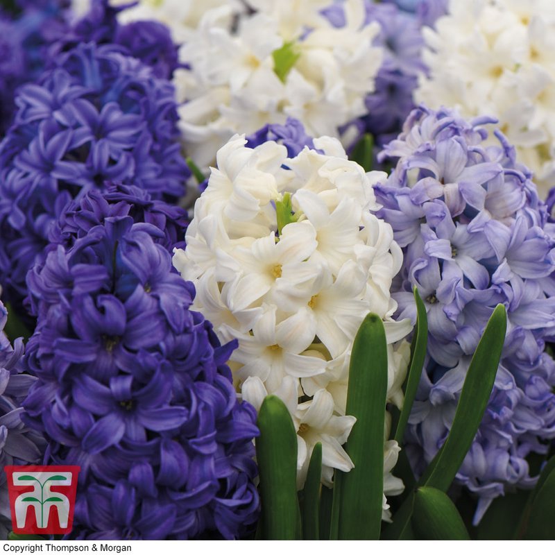 Hyacinth 'Rhapsody in Blue'