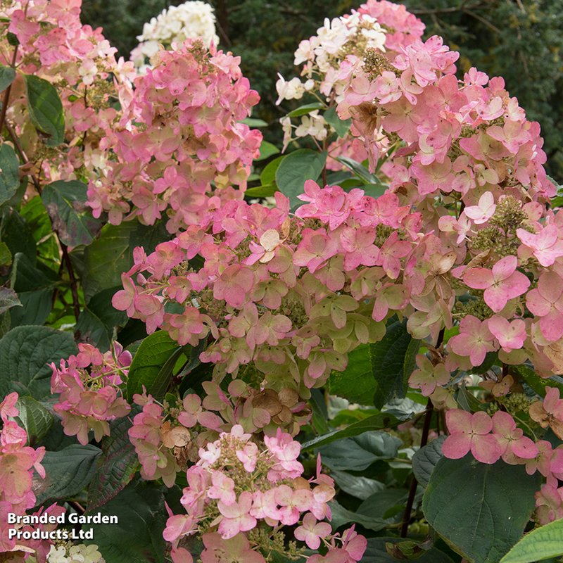 Hydrangea paniculata 'Pink Diamond'
