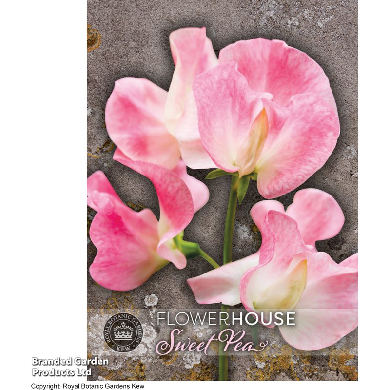 Sweet Pea 'Tickled Pink' - Kew Flowerhouse Seed Collection