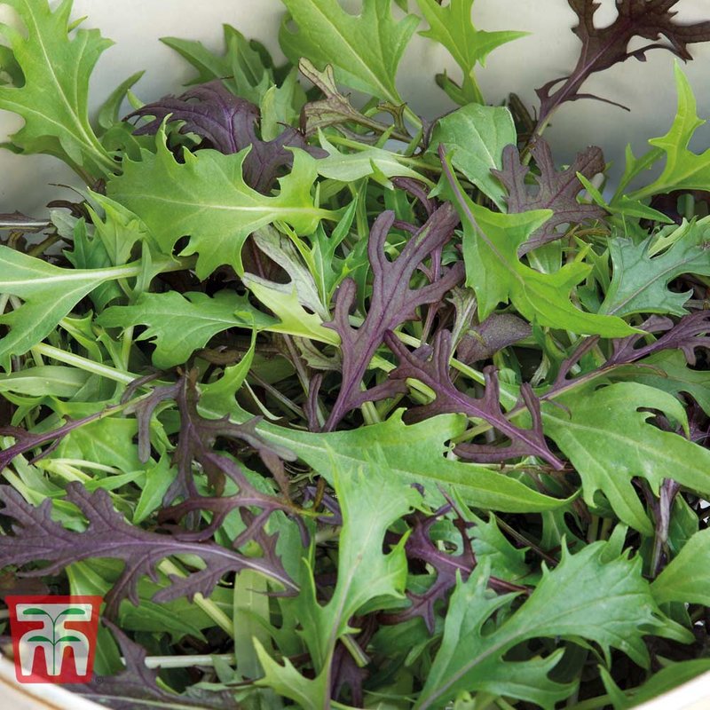 Salad Leaves 'Four Colour Mizuna Mix' - Seeds