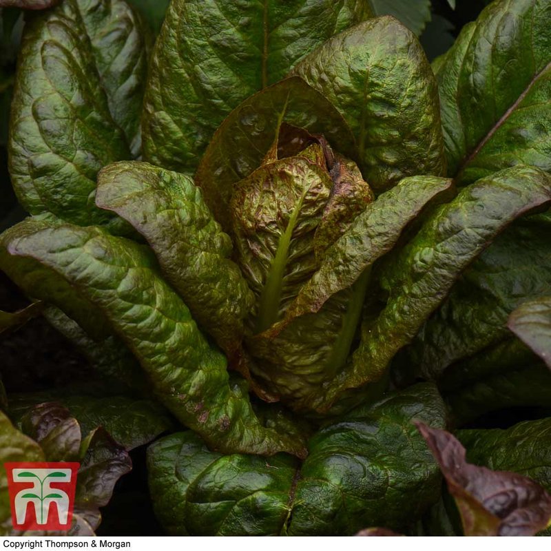 Lettuce 'Intred' (Romaine/Cos) - Seeds