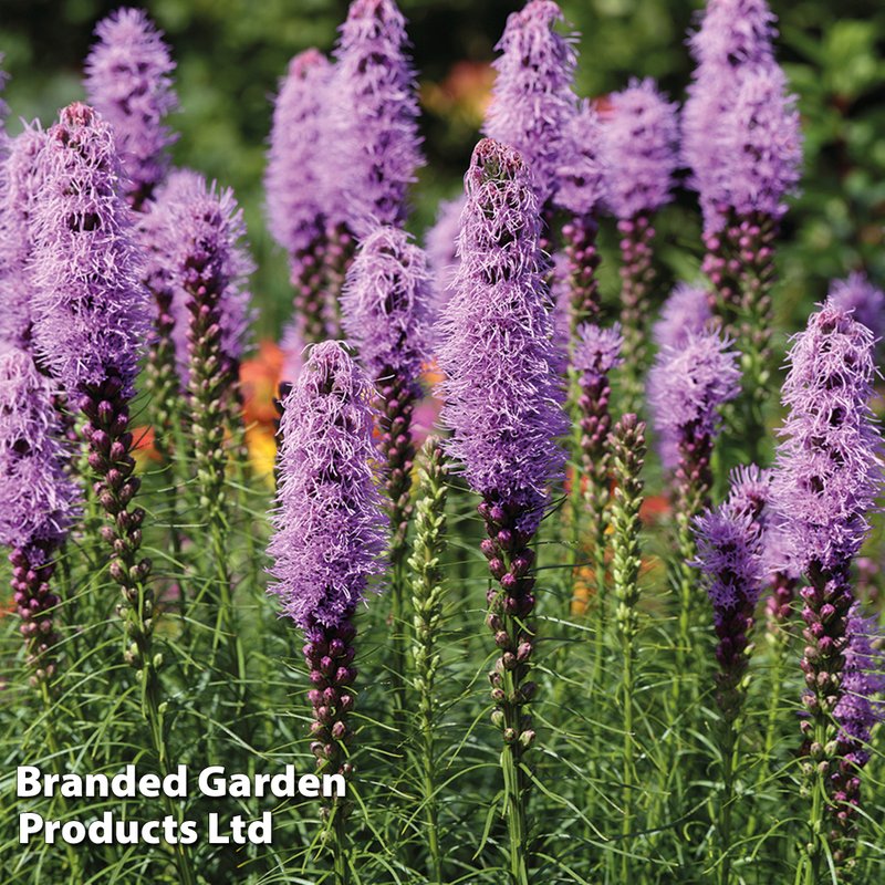 Liatris Spicata