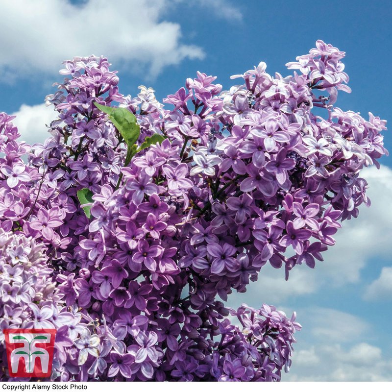 Lilac 'Saugeana'
