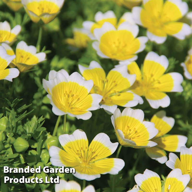 Limnanthes douglasii 'Spanish Omelette Mix' - Seeds