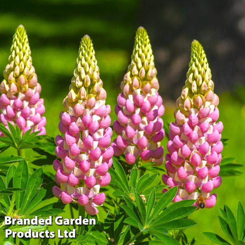 Lupin 'The Chatelaine'
