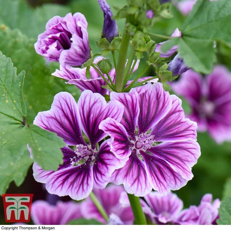 Malva sylvestris var. mauritiana 'Zebrina' - Seeds