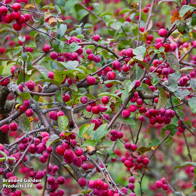 Crab Apple 'Evereste'