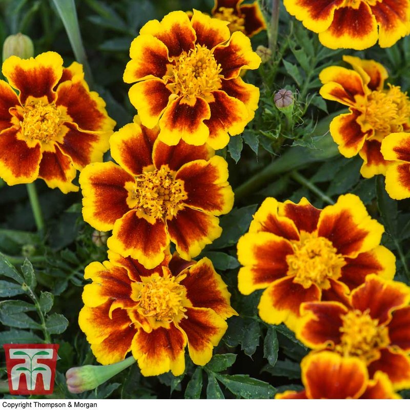 Marigold 'Single Legion of Honour' - Seeds