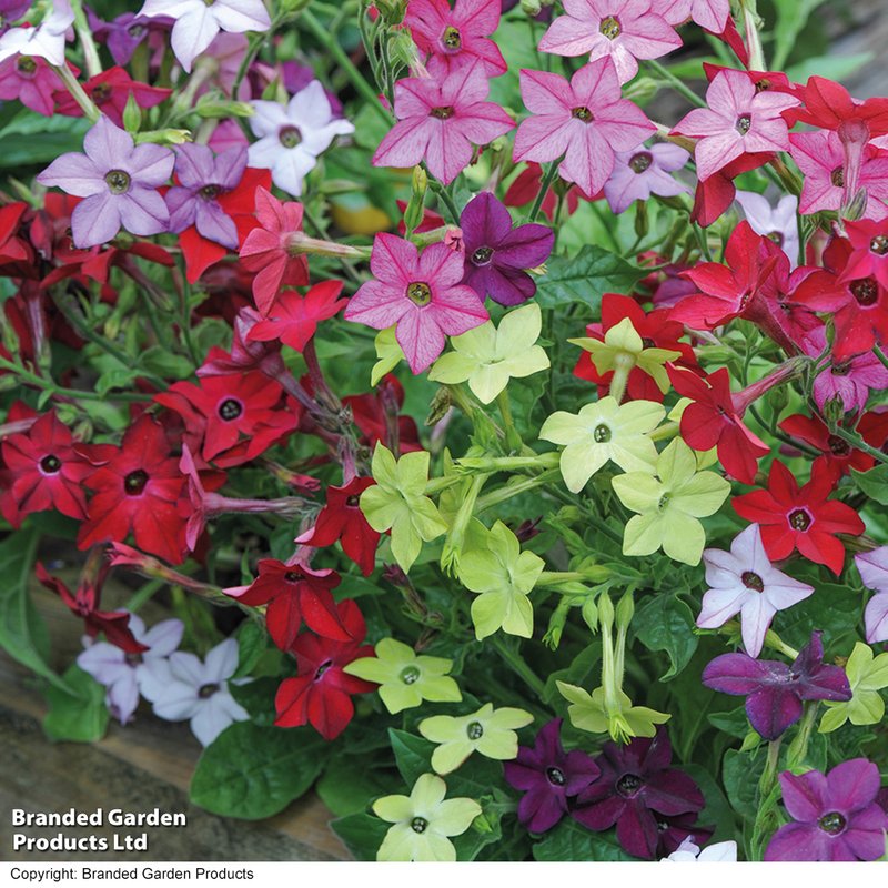 Nicotiana x sanderae 'Eau de Cologne Mix' F1 - Seeds