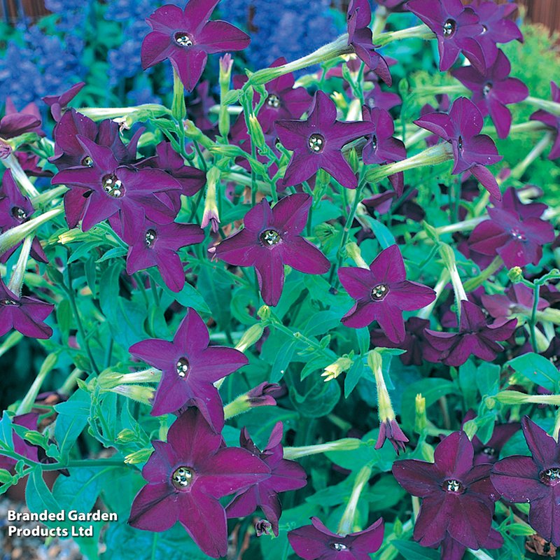Nicotiana x sanderae 'Perfume Deep Purple' F1 - Seeds