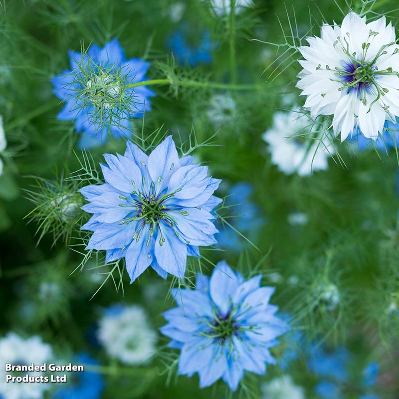 Nigella damascena 'Miss Jekyll' - Seeds