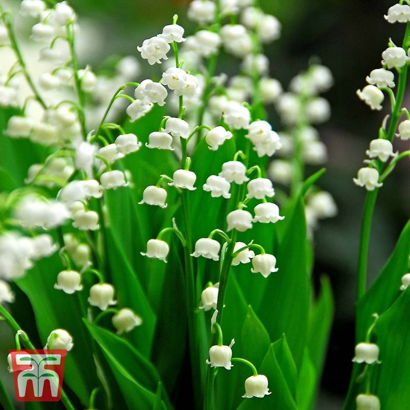 Lily of the Valley (White)