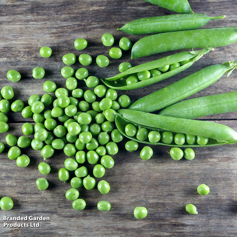 Pea 'Kelvedon Wonder' - Seeds