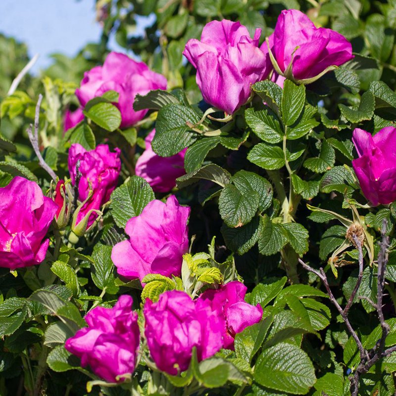 Rose rugosa 'Rubra' (Species Shrub Rose)