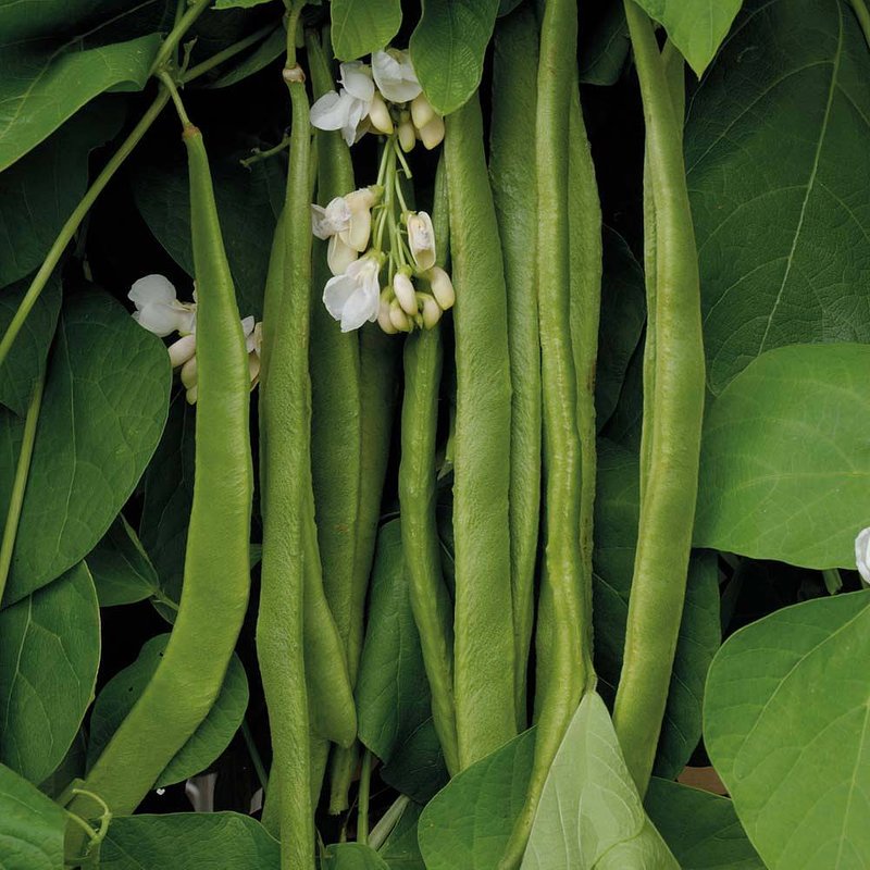 Mr. Men? Little Miss? - Mr. Tall - Runner Bean 'Moonlight' - Seeds