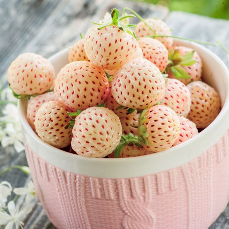 Strawberry Anablanca 'Snow White' (Early Season)