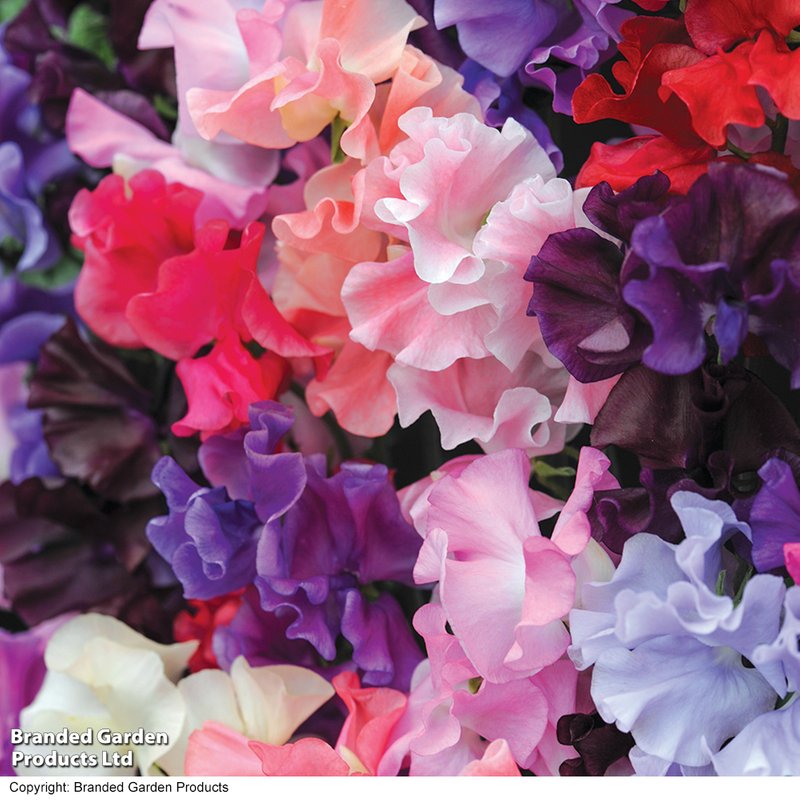 Sweet Pea 'T&M Prize Strain Mix' - Seeds